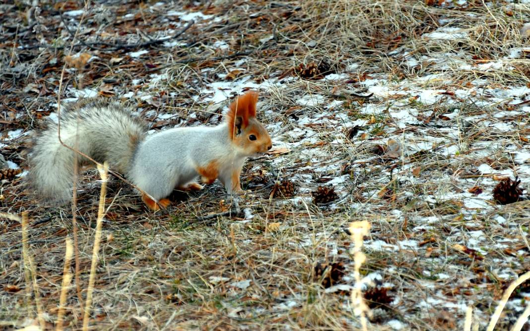 Doğanın renkli misafirleri! Kars'ta kızıl sincaplar yaşam alanlarında görüntülendi 8